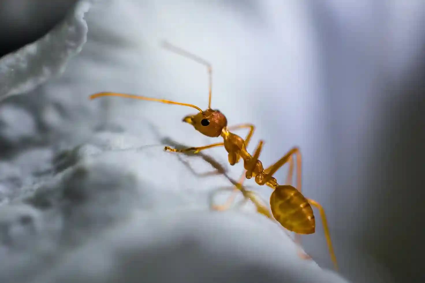 Bright and Rise Properties & Pest Control Service 4