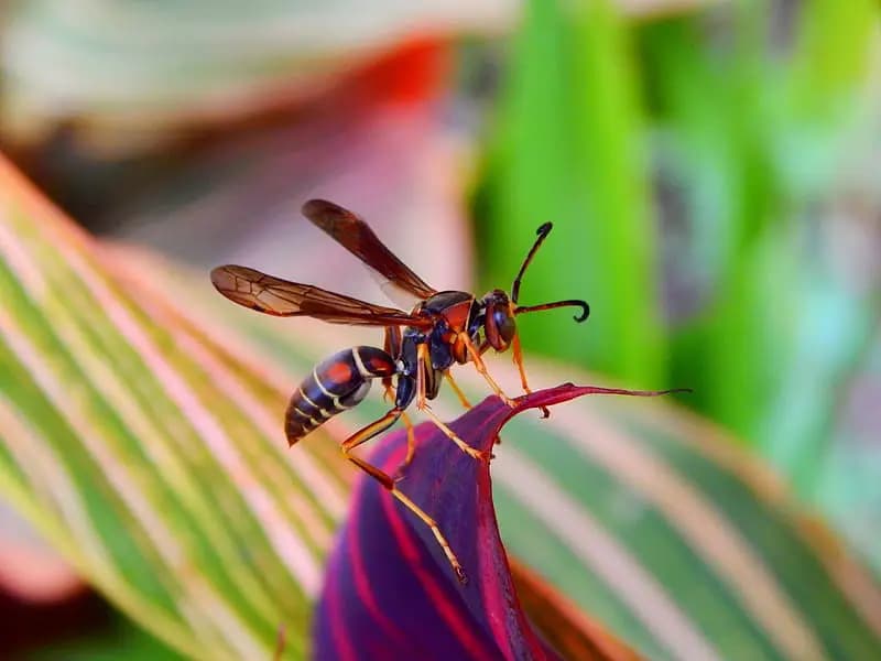 Marhaba Pest control 1