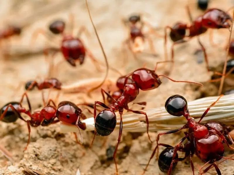 Marhaba Pest control 5