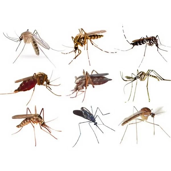 Ventus Pest Control 1