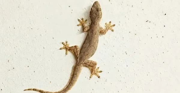 Ventus Pest Control 4