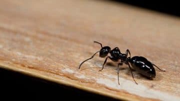 Allied Pest Control 1