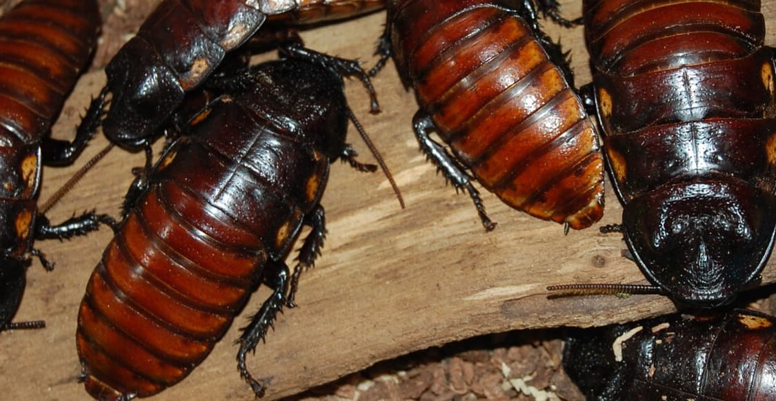 United Pest Control 2