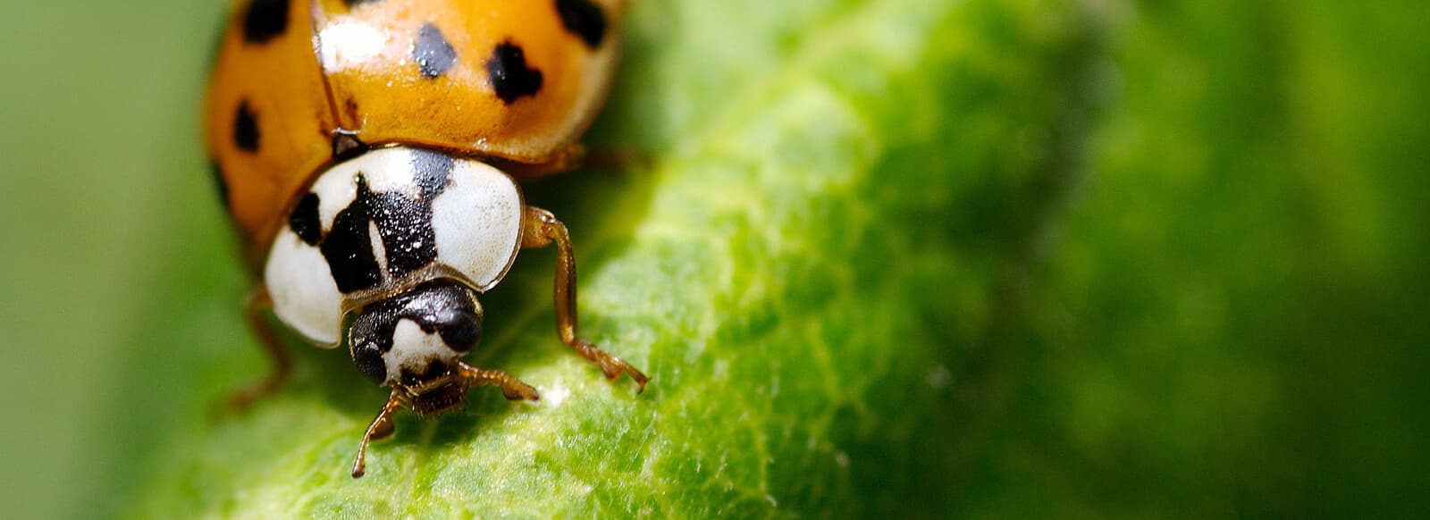 United Pest Control 3