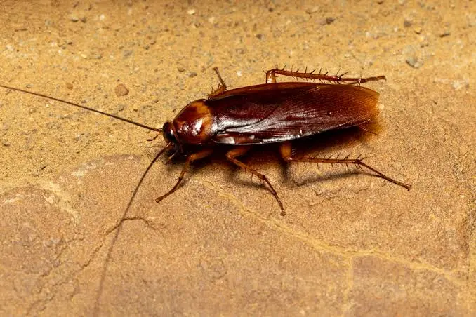 cockroach treatment