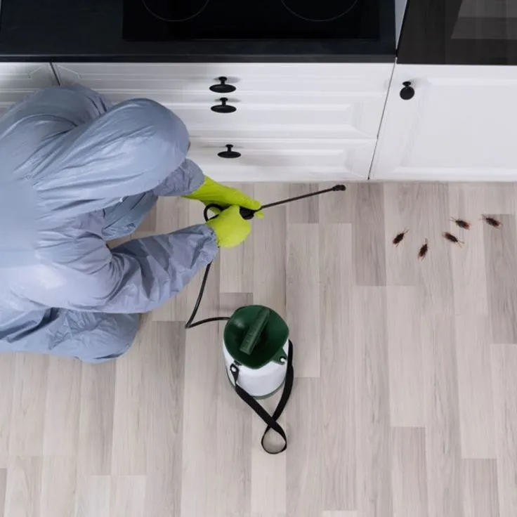 pest control services Ajman